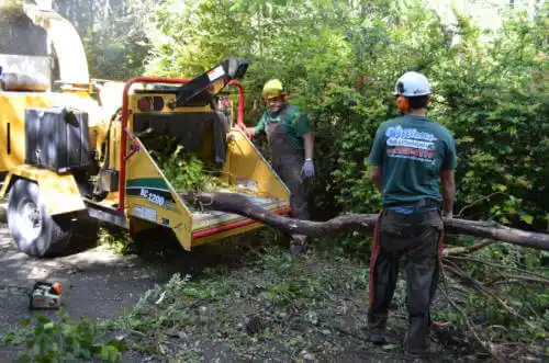 tree services Indian Wells